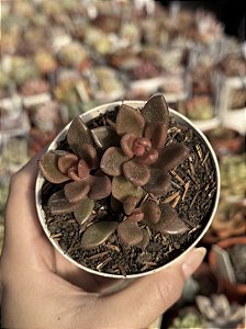 Lenopetalum chocolate and strawberries