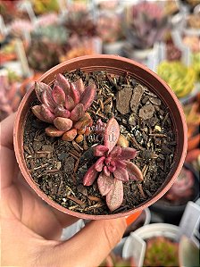 Lenopetalum chocolate and strawberries variegata