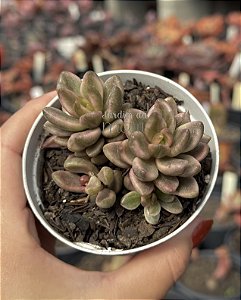 Lenopetalum chocolate and strawberries variegata