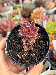 Lenopetalum chocolate and strawberries variegata