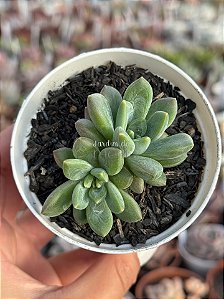 Pachyveria zooney