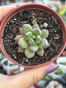 Pachyveria zooney
