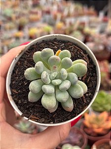 Pachyveria clavifolia