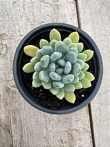 Pachyveria clavifolia