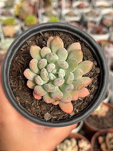 Pachyveria clavifolia