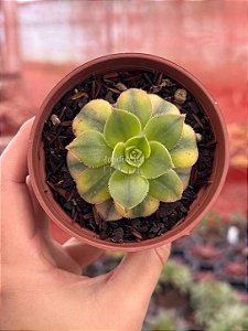 Aeonium florence