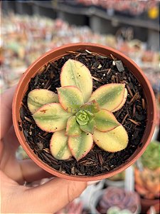 Aeonium florence