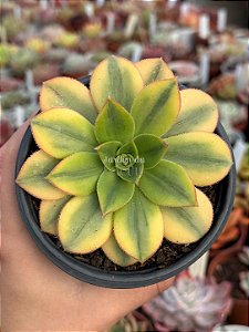 Aeonium florence (sem raiz)