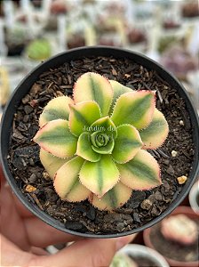 Aeonium florence