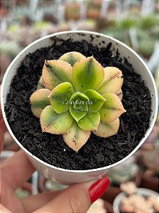 Aeonium florence SEM RAIZ