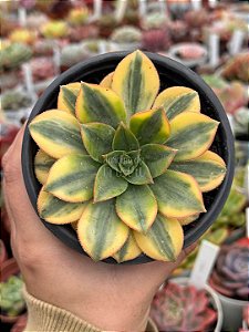 Aeonium florence