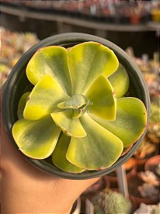 Echeveria enfant variegata