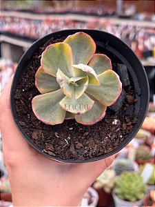 Echeveria enfant variegata