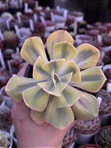 Echeveria enfant variegata