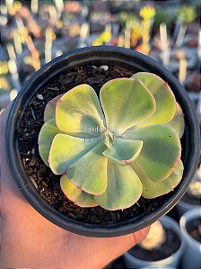 Echeveria enfant variegata