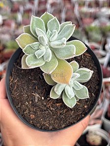 Echeveria pulvinata frosty