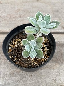 Echeveria pulvinata frosty