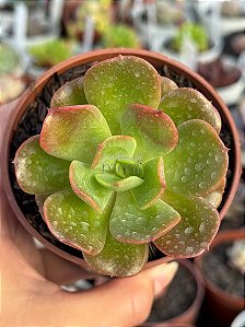 Echeveria multicaulis