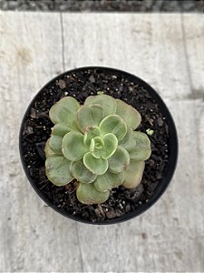Echeveria multicaulis