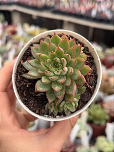 Echeveria mebina