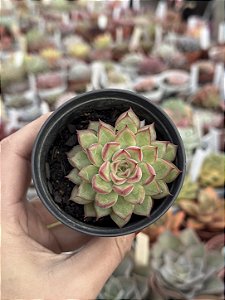 Echeveria mebina