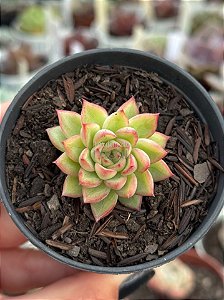 Echeveria mebina