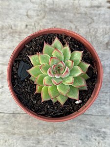 Echeveria mebina