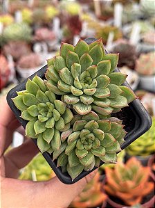 Echeveria mebina