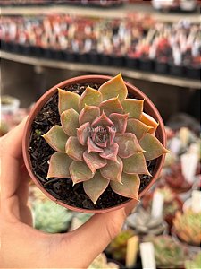 Echeveria mensa dark desire