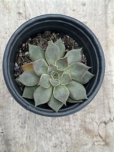 Echeveria mensa dark desire