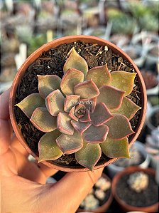 Echeveria mensa dark desire
