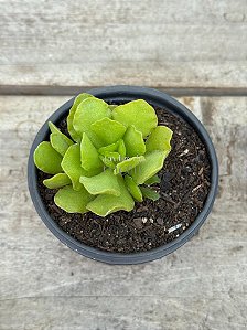 Adromischus cristatus var. Zeyheri