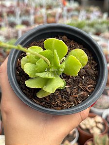 Adromischus cristatus var. zeyheri