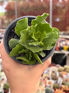 Adromischus cristatus var. zeyheri
