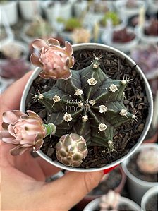 Gymnocalycium mihanovichii