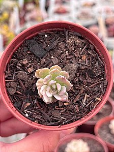 Echeveria sigrid variegata