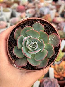 Echeveria amistar