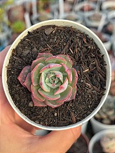 Echeveria amistar