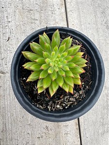 Echeveria spruce oliver