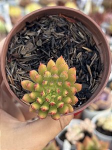 Echeveria spruce oliver