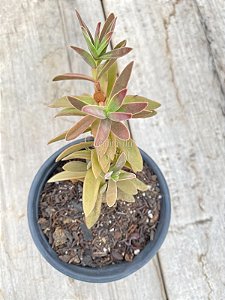 Crassula pubescens ssp. rattrayi