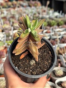 Crassula pubescens ssp. rattrayi