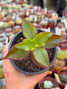 Crassula sarmentosa