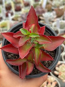 Crassula sarmentosa