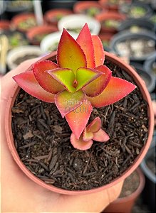 Crassula sarmentosa