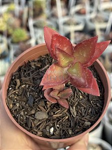 Crassula sarmentosa