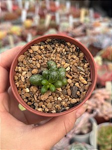 Sedum hernandezii raridade