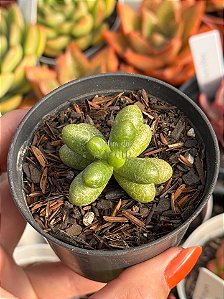 Sedum hernandezii raridade (sem raiz)
