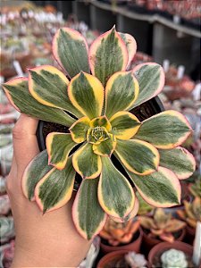 Aeonium sunburst