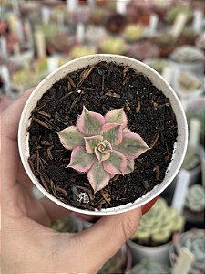 Aeonium sunburst P